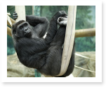 king kong essay