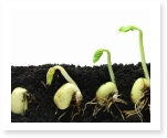 essay on plants