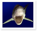 great white shark essay