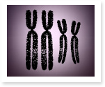 Essays About Genetic Engineering