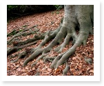 essay on trees