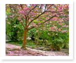 essays about spring