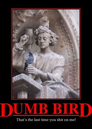 dumb_bird
