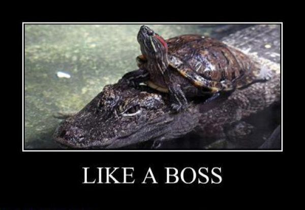 like_a_boss